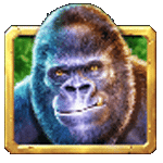 กอลิล่า เกมGORILLA MAYHEM ค่ายPP