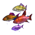 ปลาหลายสี เกม DOLPHINS PEARL DELUXE