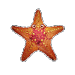 สัญลักษณ์พิเศษ ปลาดาว เกมGREAT REEF ค่ายPP
