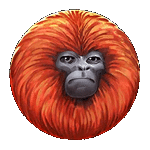 สัญลักษณ์พิเศษ ลิงสีส้ม เกม 7 MONKEYS ค่ายPP