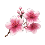 สัญลักษณ์พิเศษ ดอกซากุระ เกม SAVAGE SAMURAI ค่าย SPINIX SLOT