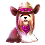สัญลักษณ์พิเศษ สุนัขชิสุ เกม THE DOG HOUSE DOG OR ALIVE ค่าย PRAGMATIC PLAY