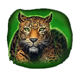 สัญลักษณ์พิเศษ เสือดาว เกม WAY OF THE TIGER ค่าย BLUEPRINT GAMING