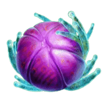 ธัญพืช เกม FRUITOIDS ค่าย YGGDRASIL SLOT