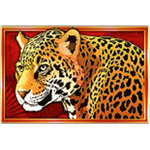 สัญลักษณ์พิเศษ เสือดาว เกม CONGO CASH XL ค่าย PRAGMATIC PLAY