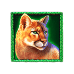 สัญลักษณ์พิเศษ แมวป่า เกม BUFFALO KING UNTAMED MEGAWAYS ค่าย PRAGMATIC PLAY
