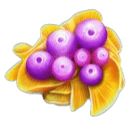 เมล็ดธัญพืชสีม่วง เกม FRUITOIDS ค่าย YGGDRASIL SLOT