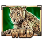WILD เสือดาว เกม SAVANNA ROAR ค่าย YGGDRASIL SLOT