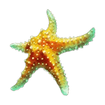 ปลาดาว เกม DOLPHIN HOT 1 ค่าย YGGDRASIL SLOT