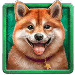 สัญลักษณ์พิเศษ น้องหมาชิบะ เกม DAIMOND DOGGIES ค่าย RED TIGER