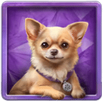 สัญลักษณ์พิเศษ น้องหมาชิวาวา เกม DAIMOND DOGGIES ค่าย RED TIGER