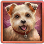 สัญลักษณ์พิเศษ น้องหมาชิสุ เกม DAIMOND DOGGIES ค่าย RED TIGER