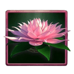 FREE SPINS เกม JUNGLE SPIRIT MEGAWAYS ค่าย NETENT SLOT