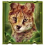 สัญลักษณ์พิเศษ แมวดาว เกม BIG CAT RESCUE MEGAWAYS ค่าย RED TIGER