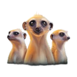 มีร์แคต เกม SERENGETI KINGS ค่าย NETENT SLOT